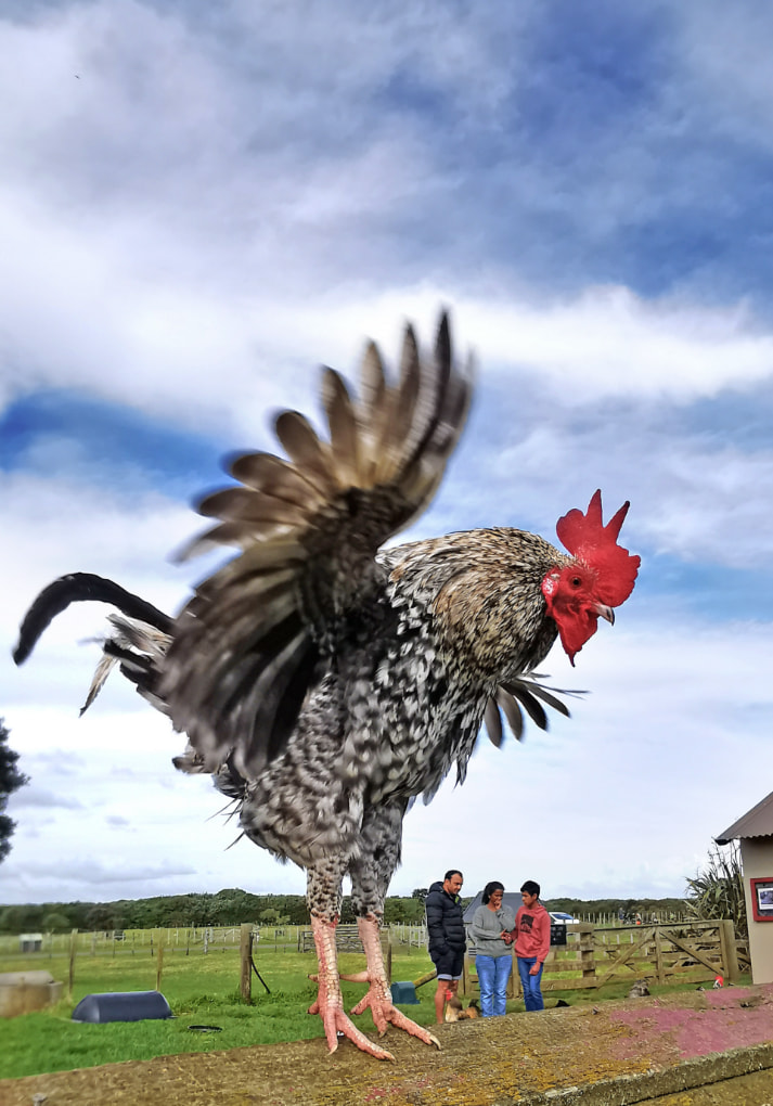 flying rooster